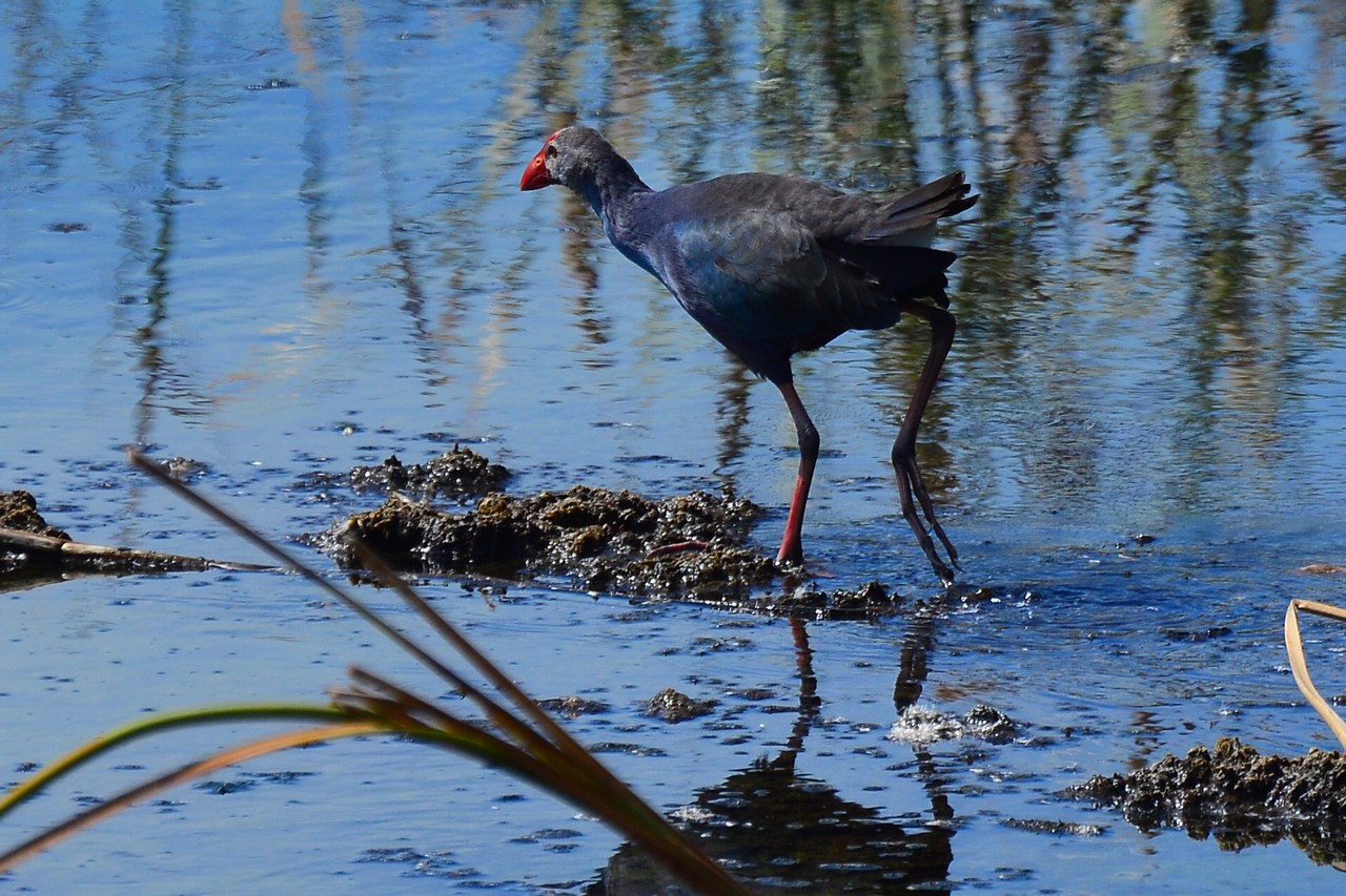 Porphyrio polyocephalus viridis
